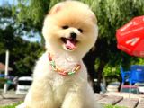 Pomeranian Irkının En Güzel Bebekleri