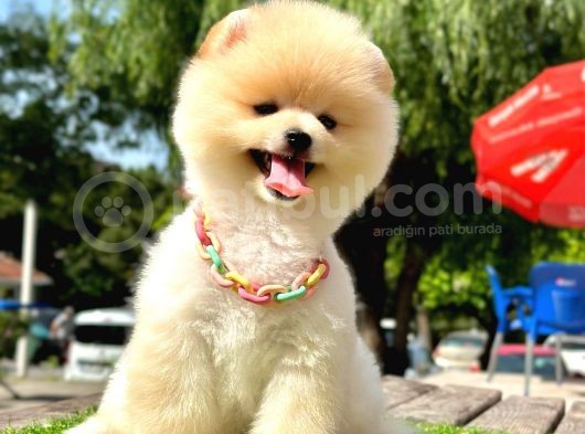 Pomeranian Irkının En Güzel Bebekleri görsel