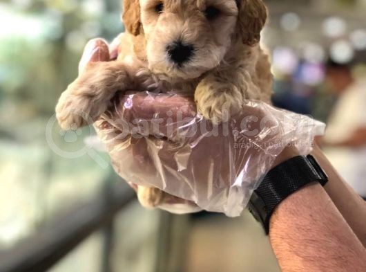 Mükemmel Irktaki̇ Poodle Yavrulari Von Alp Garanti̇si̇yle