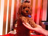 Orji̇nal Toy Poodle Yavrular