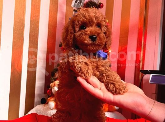 Orji̇nal Toy Poodle Yavrular görsel