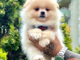 ayıcık surat pomeranian yavrular