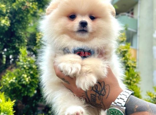 Ayıcık Surat Pomeranian Yavrular