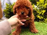 red Brown dişi erkek toy poodle yavrularımız