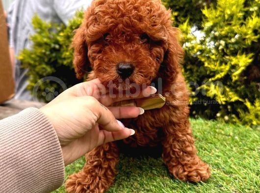 Red Brown Dişi Erkek Toy Poodle Yavrularımız