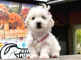 Safkan Maltese Terri̇er