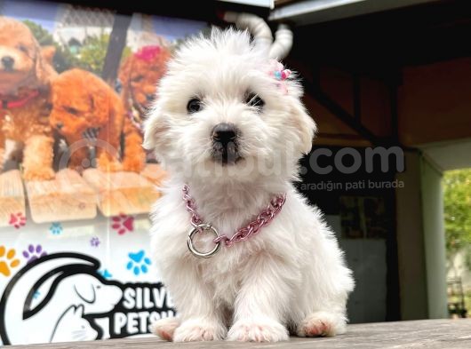 Safkan Maltese Terri̇er görsel
