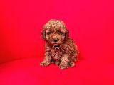 Toy Boy Poodle Bebeklerimiz