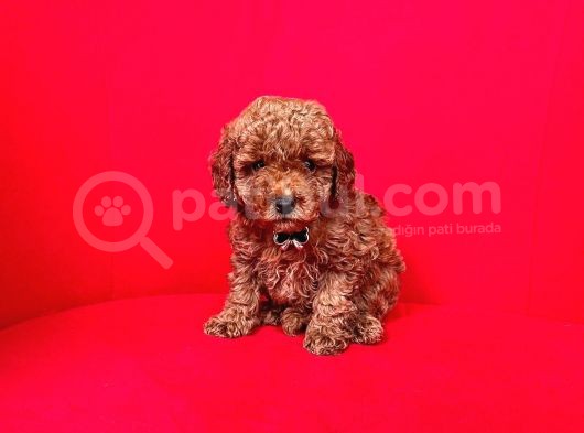 Toy Boy Poodle Bebeklerimiz görsel