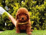 Red Brown Dişi Erkek Toy Poodle Yavrularımız