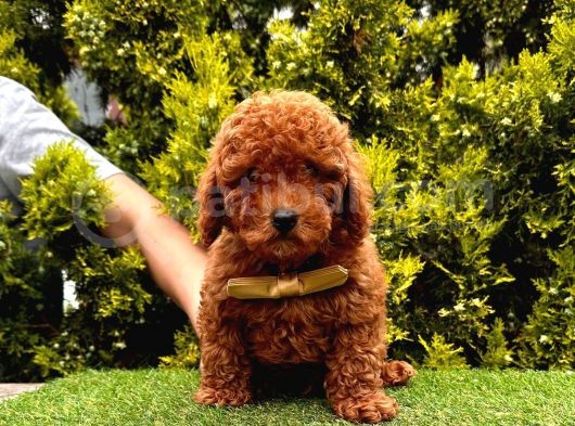 Red Brown Dişi Erkek Toy Poodle Yavrularımız görsel