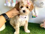 maltipoo bebeklerimiz yuvasına gitmeye hazır