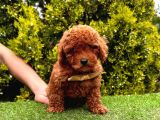 Red Brown Dişi Erkek Toy Poodle Yavrularımız