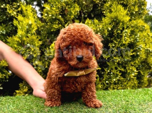 Red Brown Dişi Erkek Toy Poodle Yavrularımız görsel