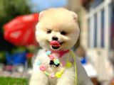 Pomeranian Irkının En Güzel Bebekleri