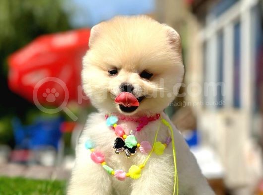 Pomeranian Irkının En Güzel Bebekleri görsel