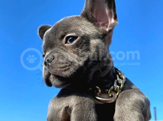 Egzotik Blue French görsel
