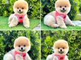 Show Kalite Pomeranian Boo Yavrular