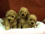 Von Alp Garanti̇si̇yl Toy Poodle Yavrulari