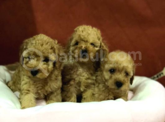 Von Alp Garanti̇si̇yl Toy Poodle Yavrulari görsel