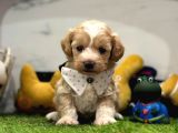 Dizayn Irk Sevimli Maltipoo Yavrular