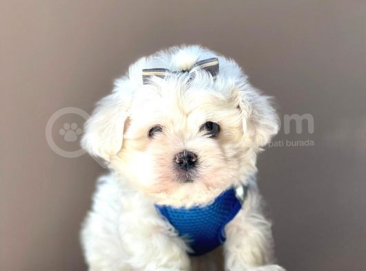 Güzel Yüzlü Maltese Bebekler görsel
