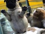 Sevi̇mli̇ Pug Yavrulari Von Alp Garanti̇si̇yle