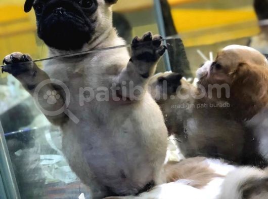 Sevi̇mli̇ Pug Yavrulari Von Alp Garanti̇si̇yle görsel