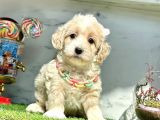 Orjinal Anne Babadan Maltipoo Yavrular