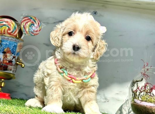 Orjinal Anne Babadan Maltipoo Yavrular görsel