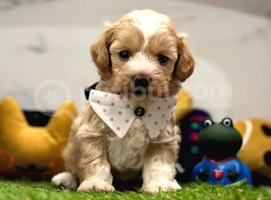 Dizayn Irk Sevimli Maltipoo Yavrular görsel