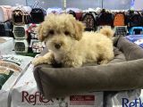 Vonalp Pet Garanti̇si̇yle Sevi̇mli̇ Malti̇poo Yavrulari