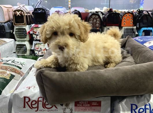 Vonalp Pet Garanti̇si̇yle Sevi̇mli̇ Malti̇poo Yavrulari görsel