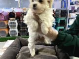 Vonalp Pet Garanti̇si̇yle Sevi̇mli̇ Malti̇poo Yavrulari