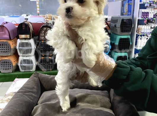 Vonalp Pet Garanti̇si̇yle Sevi̇mli̇ Malti̇poo Yavrulari görsel