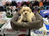 Vonalp Pet Garanti̇si̇yle Sevi̇mli̇ Malti̇poo Yavrulari