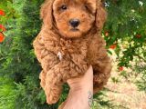 RED TOY POODLE YAVRULARIMIZ