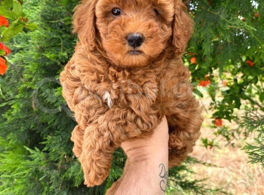 Red Toy Poodle Yavrularimiz