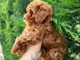 Red Toy Poodle Yavrularimiz