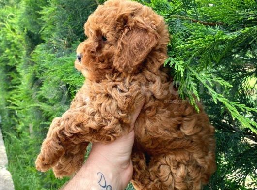 Red Toy Poodle Yavrularimiz görsel