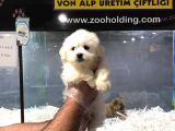 Vonalp Pet Garantili Maltipoo Yavrularımız