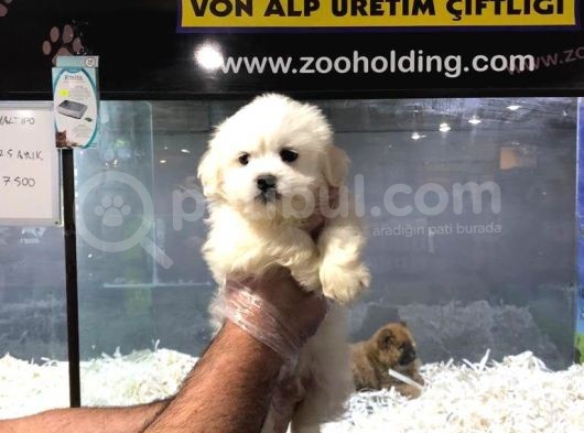 Vonalp Pet Garantili Maltipoo Yavrularımız görsel