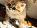 Bri̇ti̇sh Shorthai̇r Kedi̇leri̇mi̇z Vonalp Pet Garanti̇si̇yle Mükemmel Irkta
