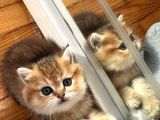 Bri̇ti̇sh Shorthai̇r Kedi̇leri̇mi̇z Vonalp Pet Garanti̇si̇yle Mükemmel Irkta