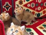 Bri̇ti̇sh Shorthai̇r Kedi̇leri̇mi̇z Vonalp Pet Garanti̇si̇yle Mükemmel Irkta