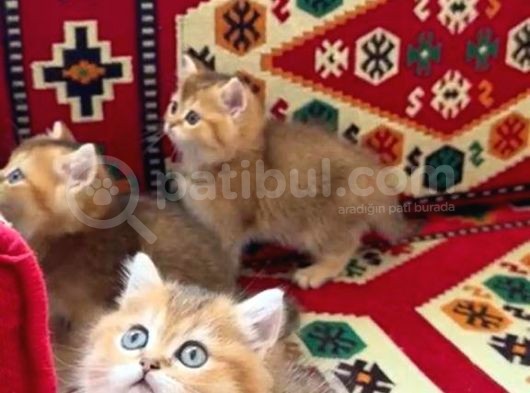 Bri̇ti̇sh Shorthai̇r Kedi̇leri̇mi̇z Vonalp Pet Garanti̇si̇yle Mükemmel Irkta görsel