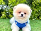 Ayıcık Surat Pomeranian Yavrular
