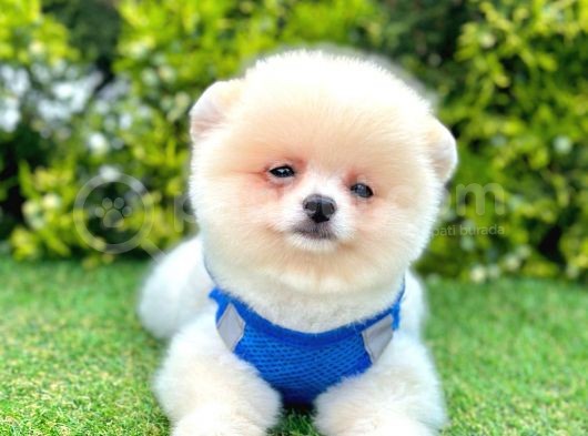 Ayıcık Surat Pomeranian Yavrular görsel