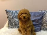 Orijinal Minyatür Poodle