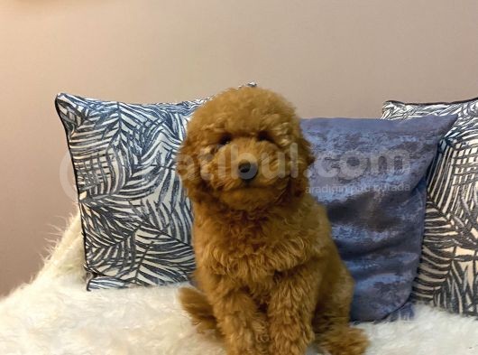 Orijinal Minyatür Poodle